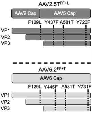 Reciprocal mutations of lung-tropic AAV capsids lead to improved transduction properties